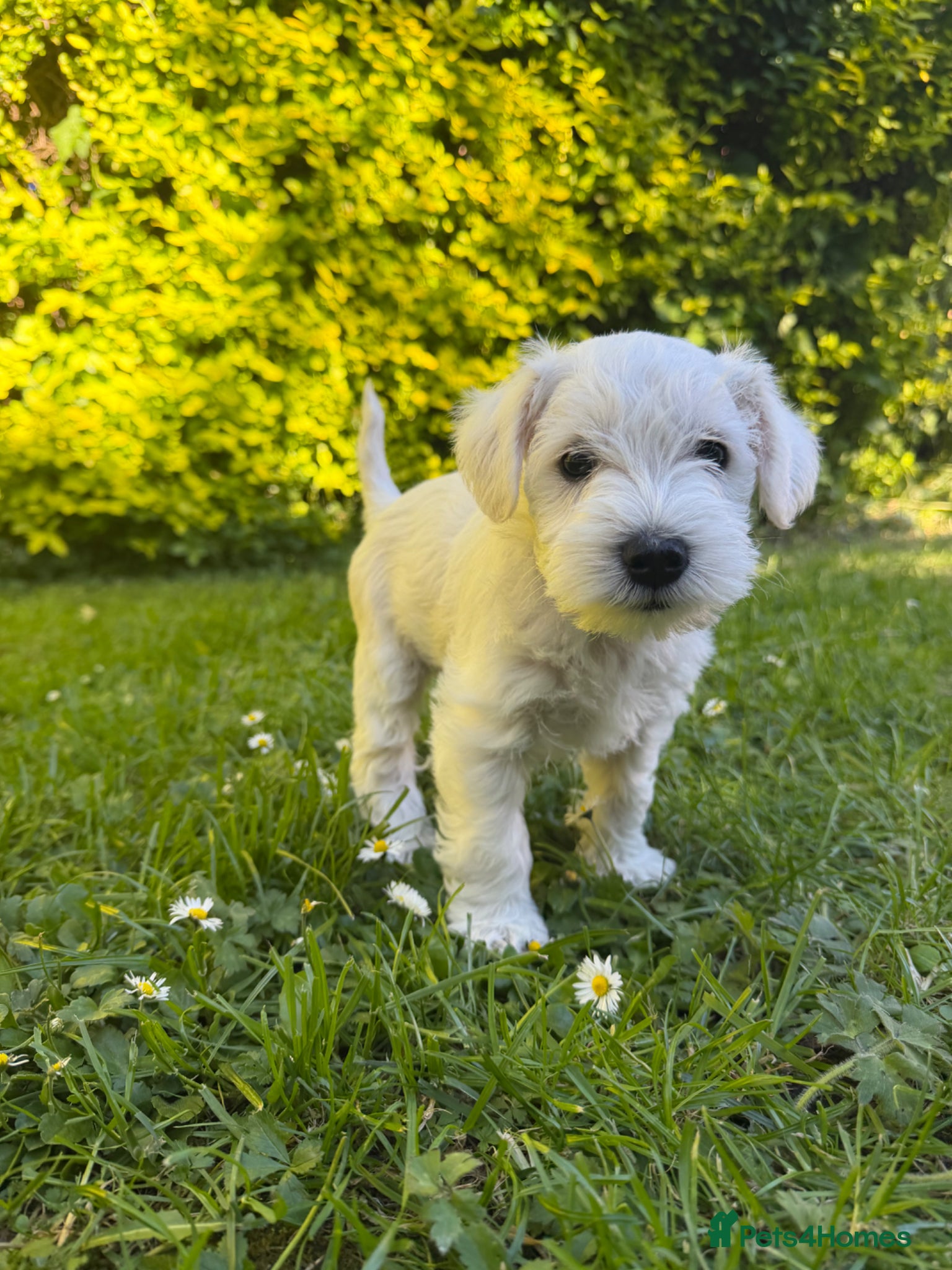 Miniature Schnauzer dogs for sale: Available: 🐾 3 Girls 🐾 2 Boys - Advert 10