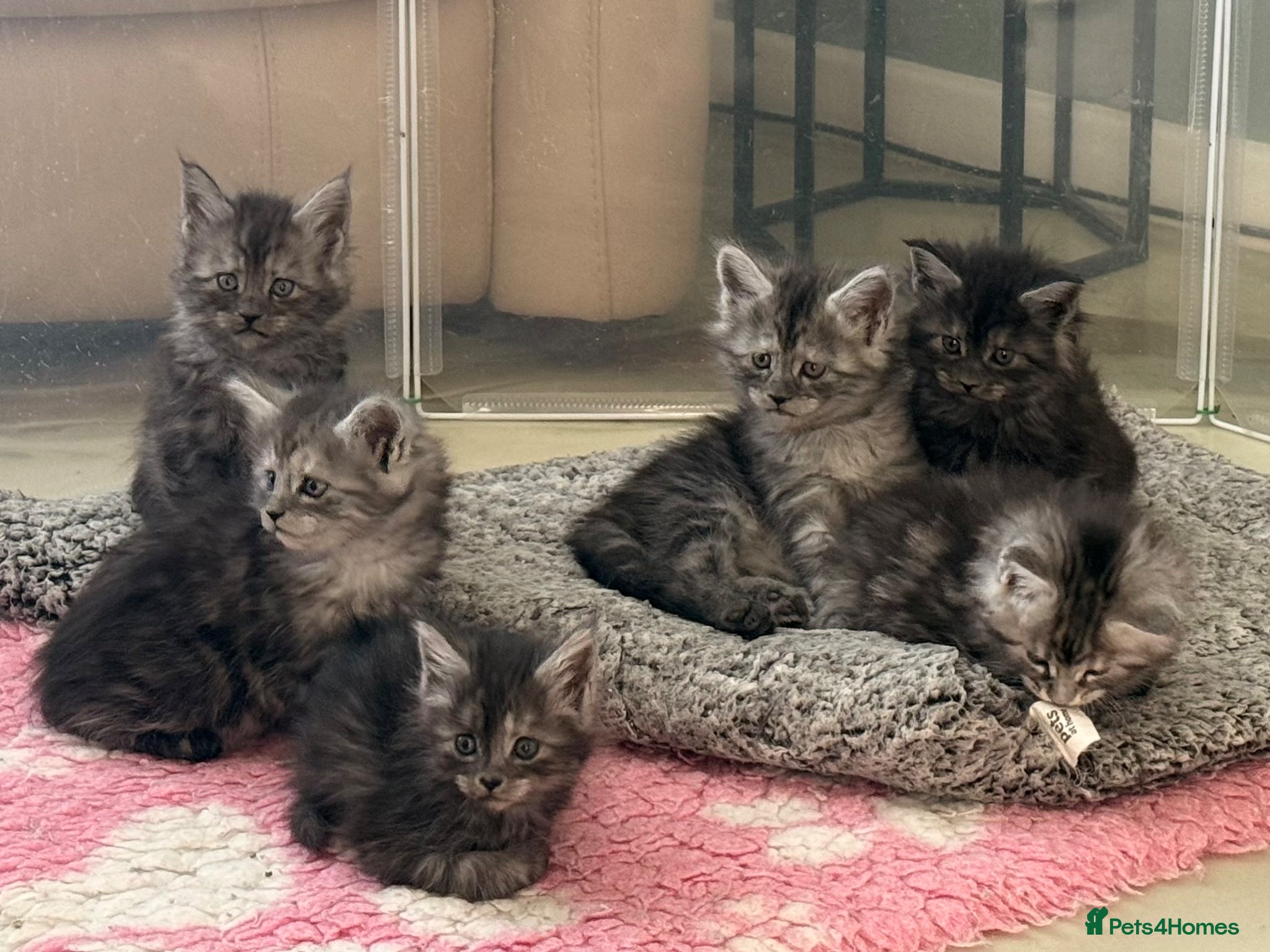 Maine Coon cats TICA Reg Black Smoke Maine Coon Kittens - Advert 1