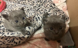 Russian Blue cats for sale: Two beautiful girl Russian blues 🫶 - Image 20