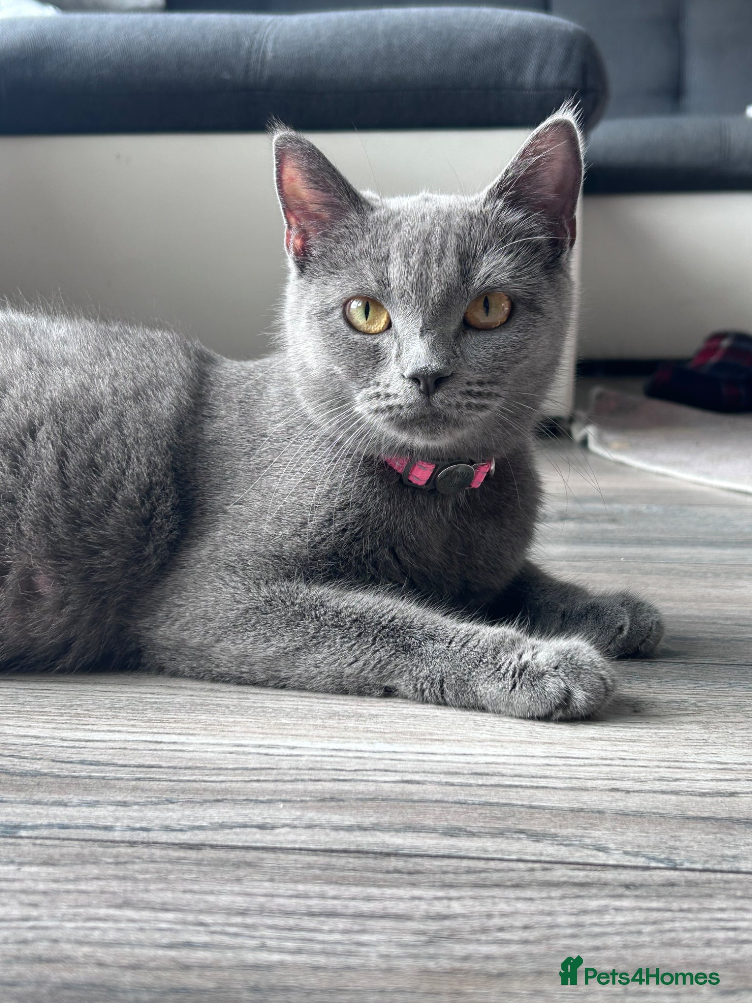 British Shorthair cats for sale: 5 British shorthair kittens  - Advert 1