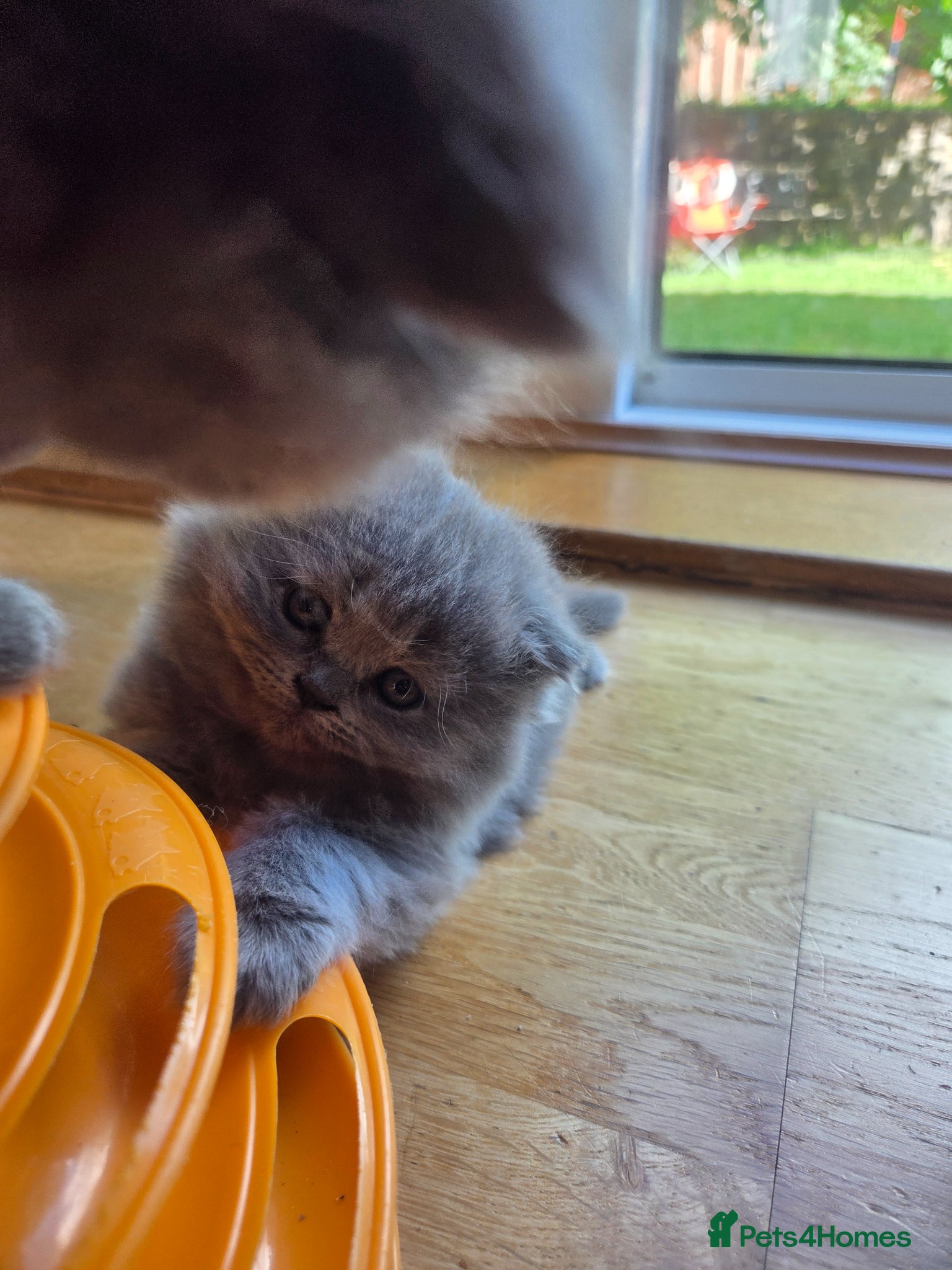 Scottish Fold cats for sale: Scottish kittens blue fold and straight boy, girl in Nottingham - Advert 6