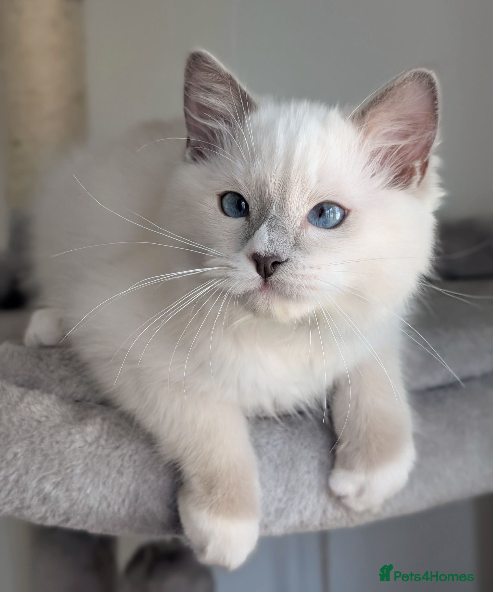Ragdoll cats Champion EU pedigree TICA Ragdoll kitten  - Advert 16