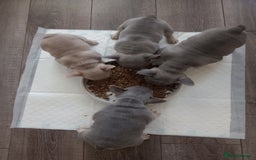 French Bulldog dogs for sale: £1250 KC Registered Quality Pups Ready To Go 30/08 - Image 2