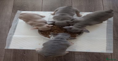 French Bulldog dogs - Advert 6