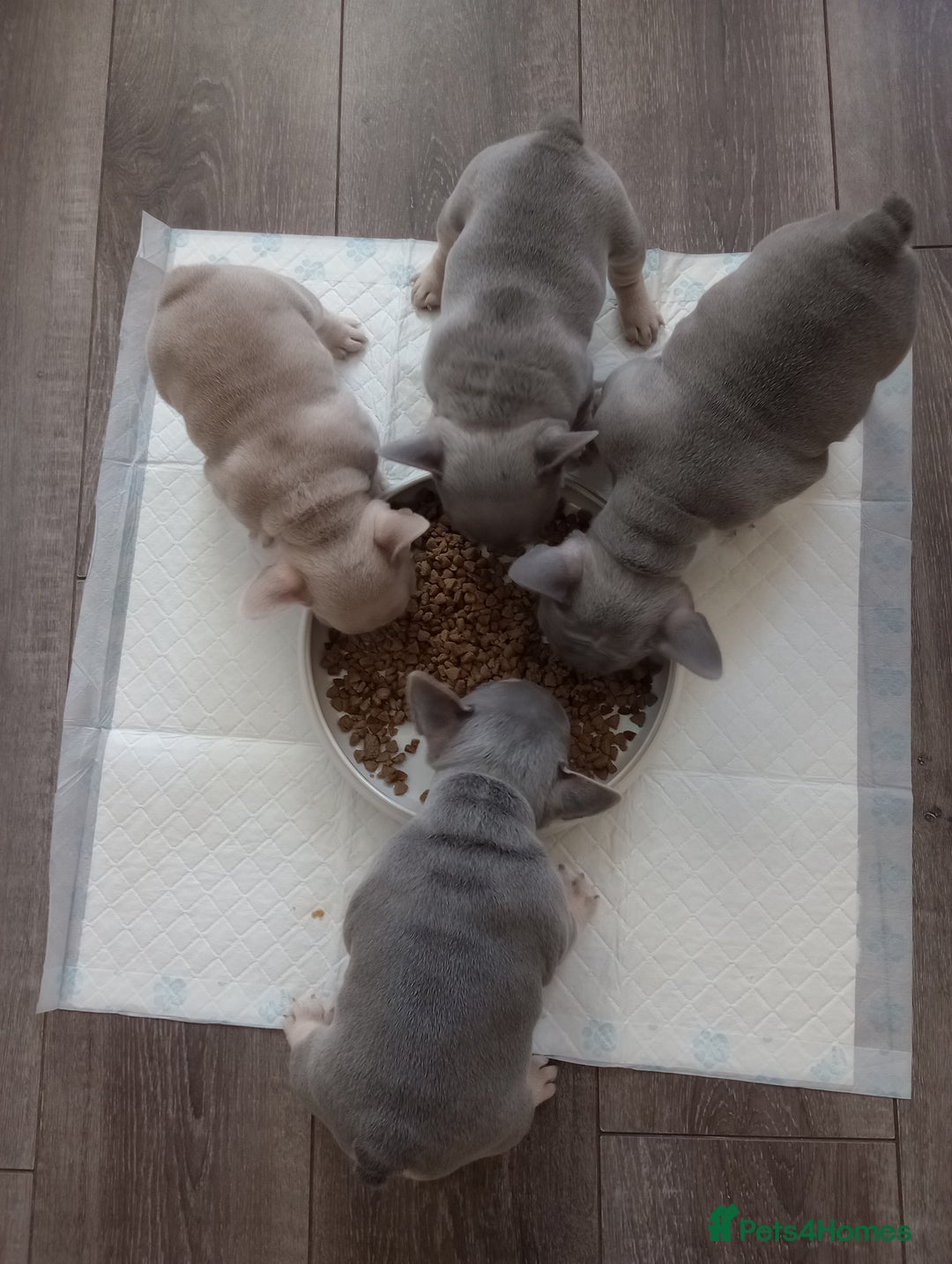 French Bulldog dogs for sale: £1250 KC Registered Quality Pups Ready To Go 30/08 - Image 2