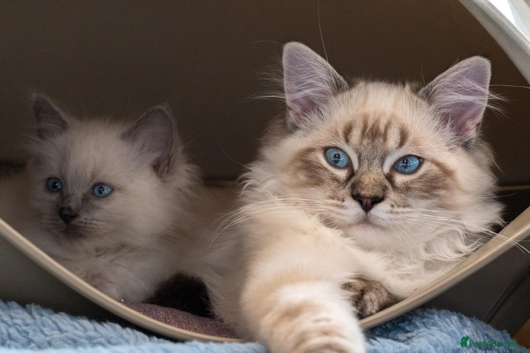 Ragdoll cats for sale: 🏅Last 2 GCCF Ragdoll kittens Ready now - Advert 13