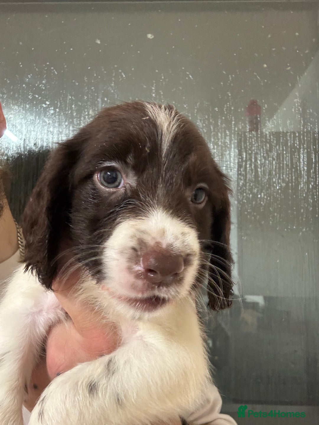 Springador dogs for sale: 9 Beautiful Springador Puppies - Image 10