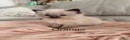 Ragdoll cats for sale: Seal bicolour & seal point  ragdolls  - Advert 25