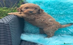 Cockapoo dogs for sale: Stunning Cockerpoo’s available  - Image 14