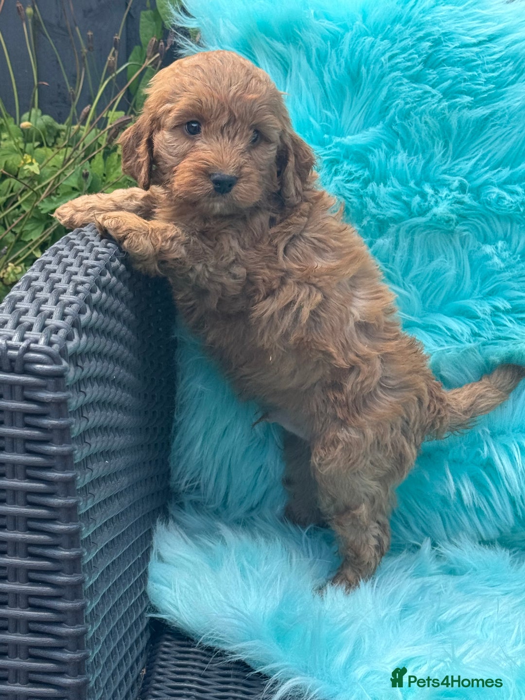 Cockapoo dogs for sale: Stunning Cockerpoo’s available  - Image 14