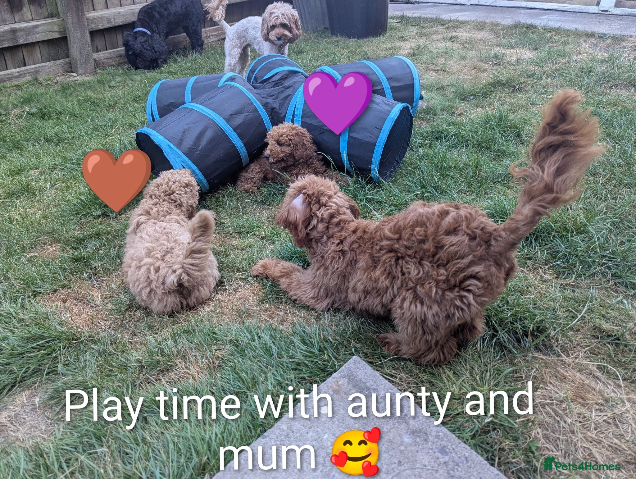 Cavapoo dogs Toy/Small Cavapoo Puppies – Ready 🐾 4💙 2🩷 - Advert 3