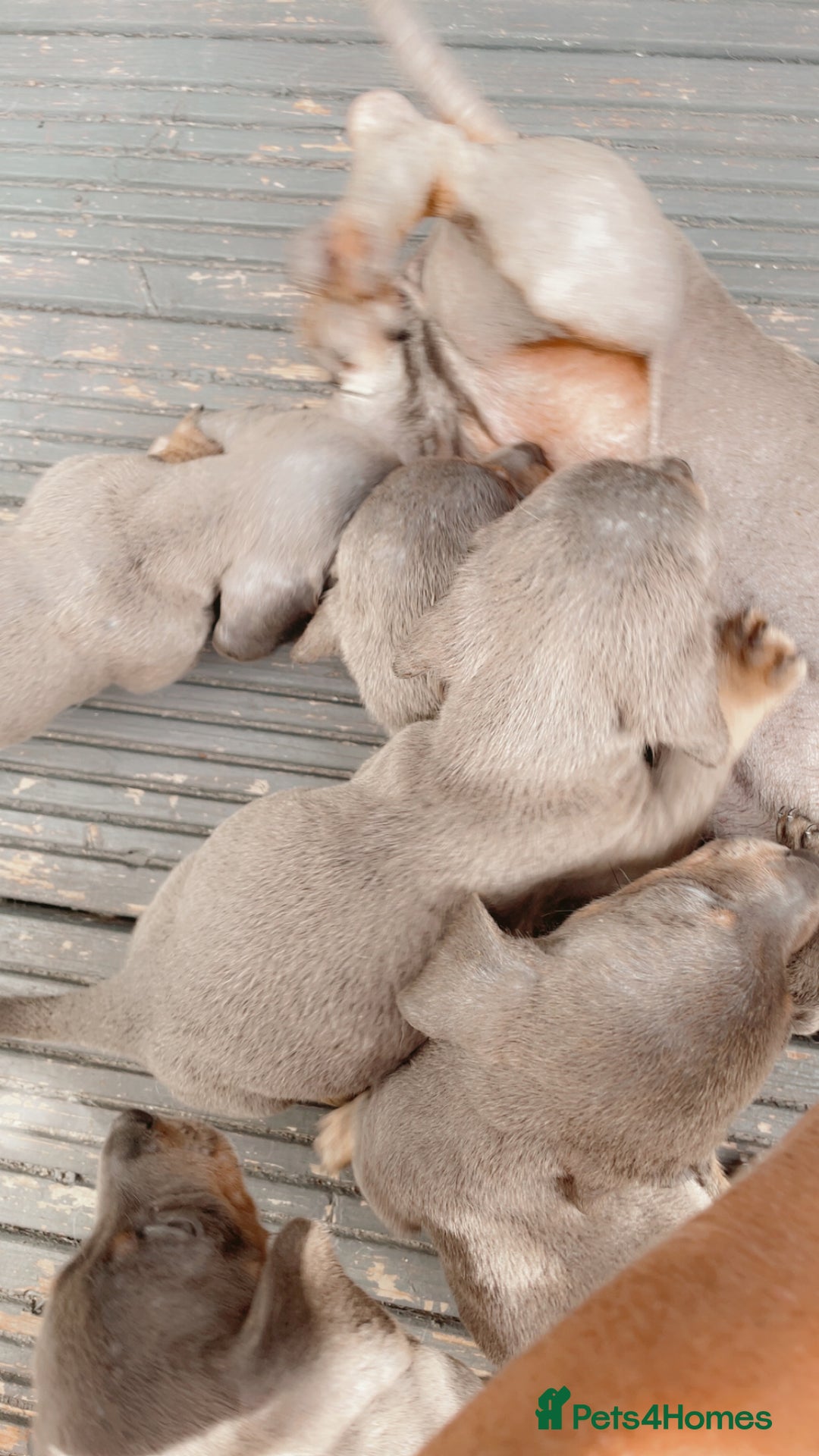 Dachshund dogs for sale: Dachshund puppies sausage dogs  - Image 2