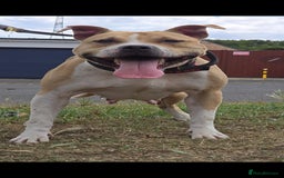 Mixed Breed dogs for sale: Bullherders top working lines  - Advert 30