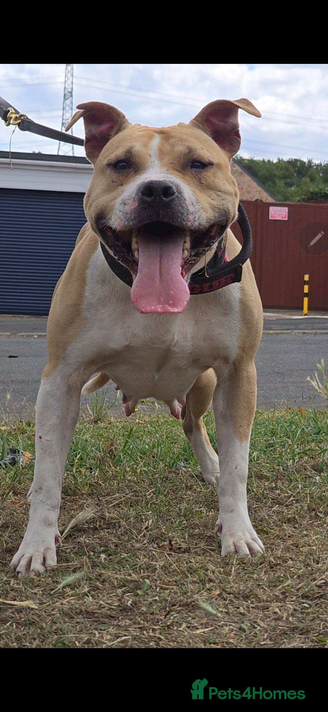 Mixed Breed dogs for sale: Bullherders top working lines  - Advert 30