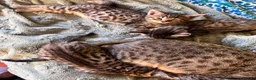 Savannah cats for sale: Savannah x Dorset lad kitten for sale - Advert 9