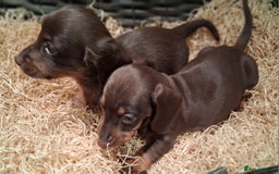 Miniature Dachshund dogs for sale: MINIATURE DASCHUND BOYS  - Advert 3