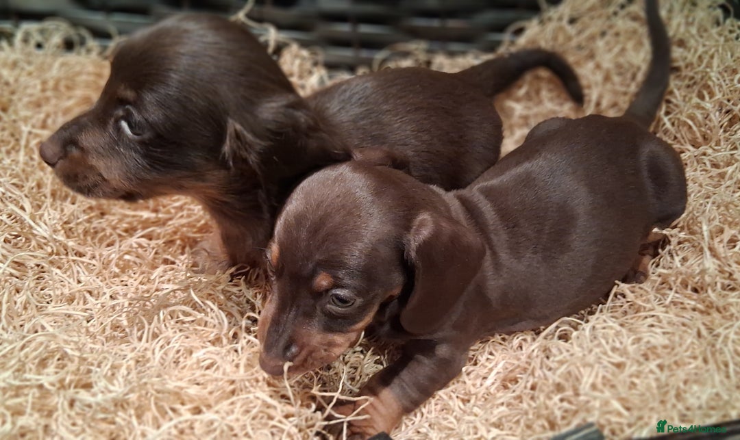 Miniature Dachshund dogs for sale: MINIATURE DASCHUND BOYS  - Advert 3