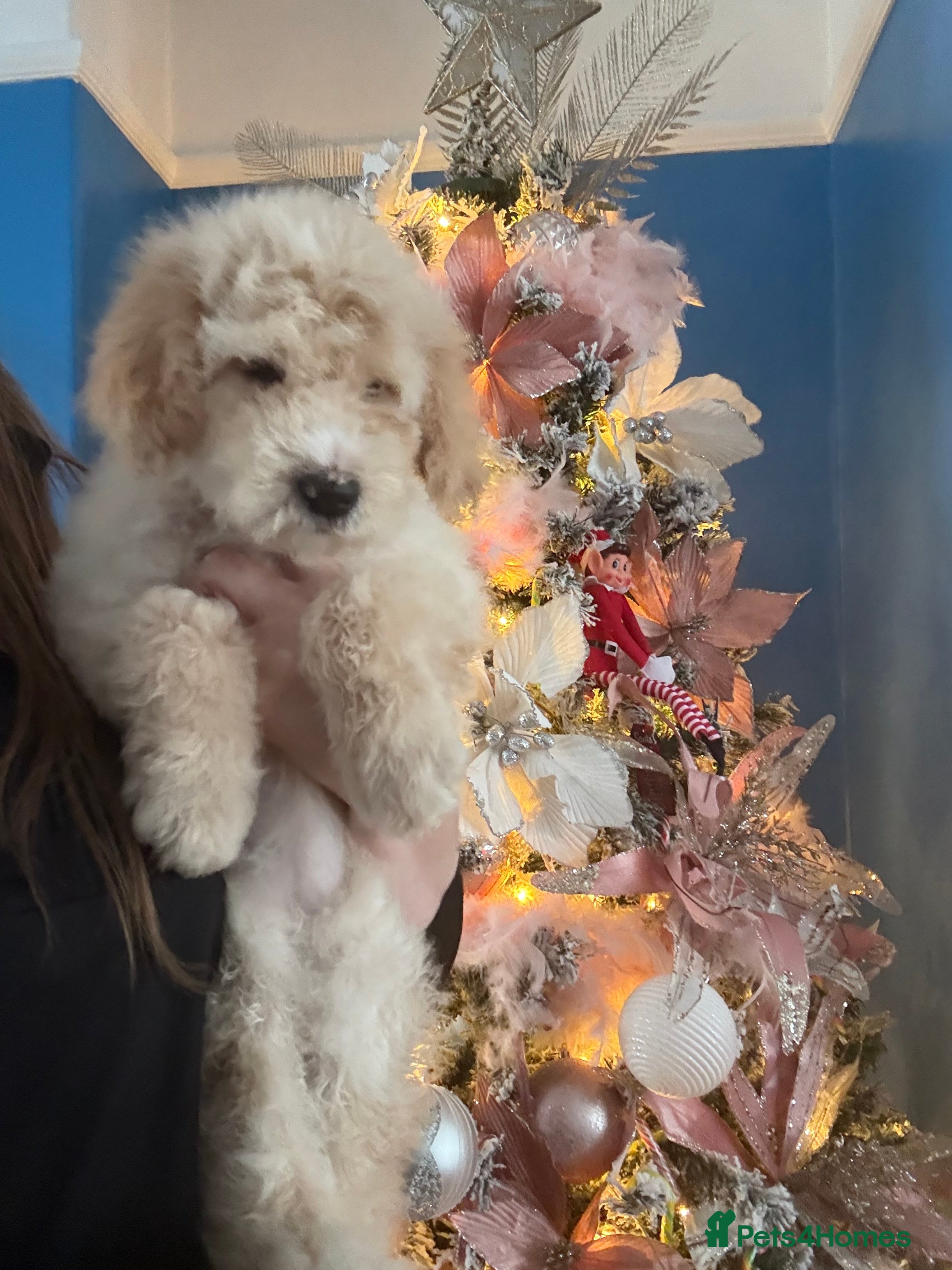 Mixed Breed dogs Bernedoodle - Advert 13