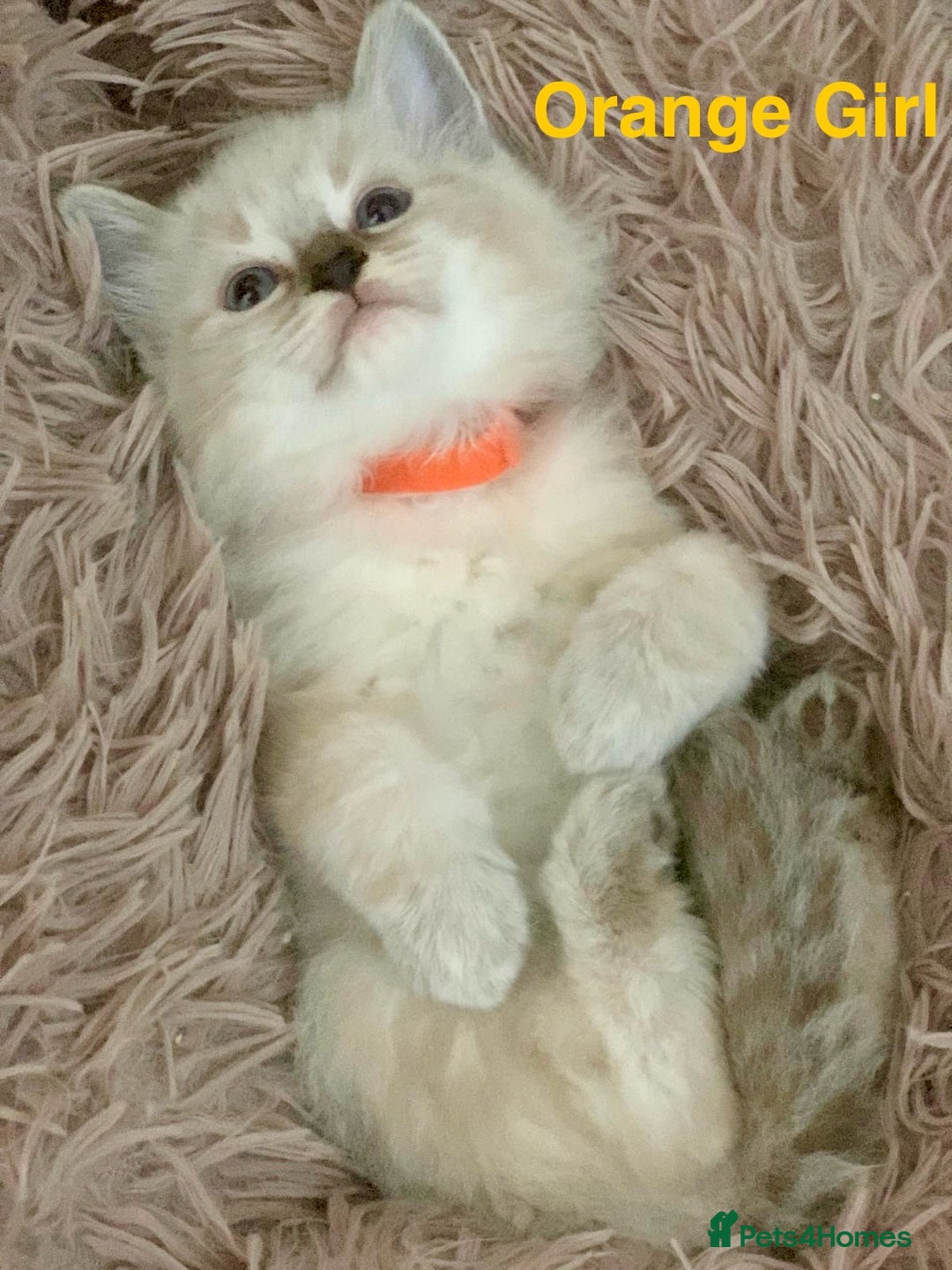 Ragdoll cats for sale: ❗️Charming Pure Ragdoll Kittens waiting love ❤️❗️ - Advert 16