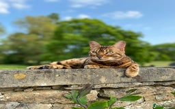 Bengal cats for sale: Beautiful 3-Year-Old Bengal Girl - Advert 8
