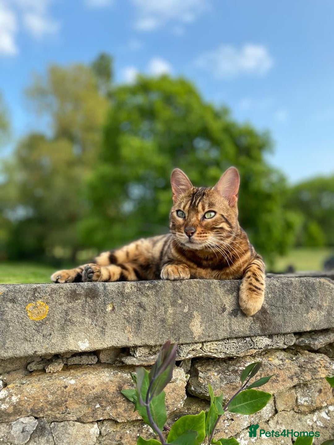 Bengal cats for sale: Beautiful 3-Year-Old Bengal Girl - Advert 8