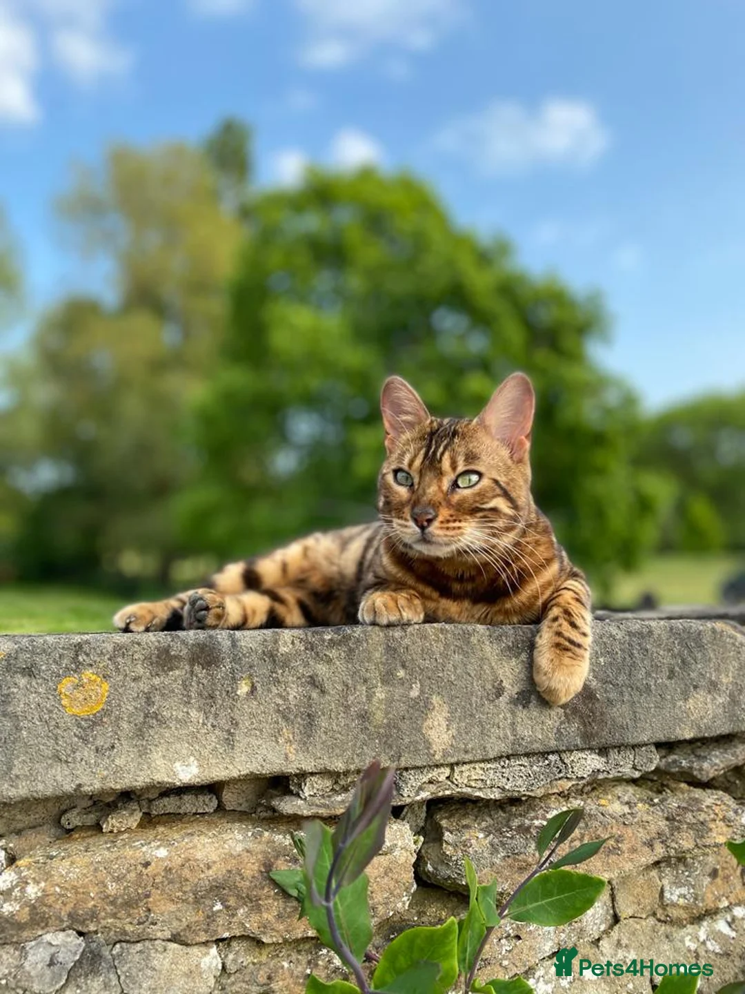 Bengal cats for sale: Beautiful 3-Year-Old Bengal Girl - Advert 8
