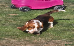 Basset Hound dogs for sale: KC BASSET HOUND PUPPIES  - Image 16