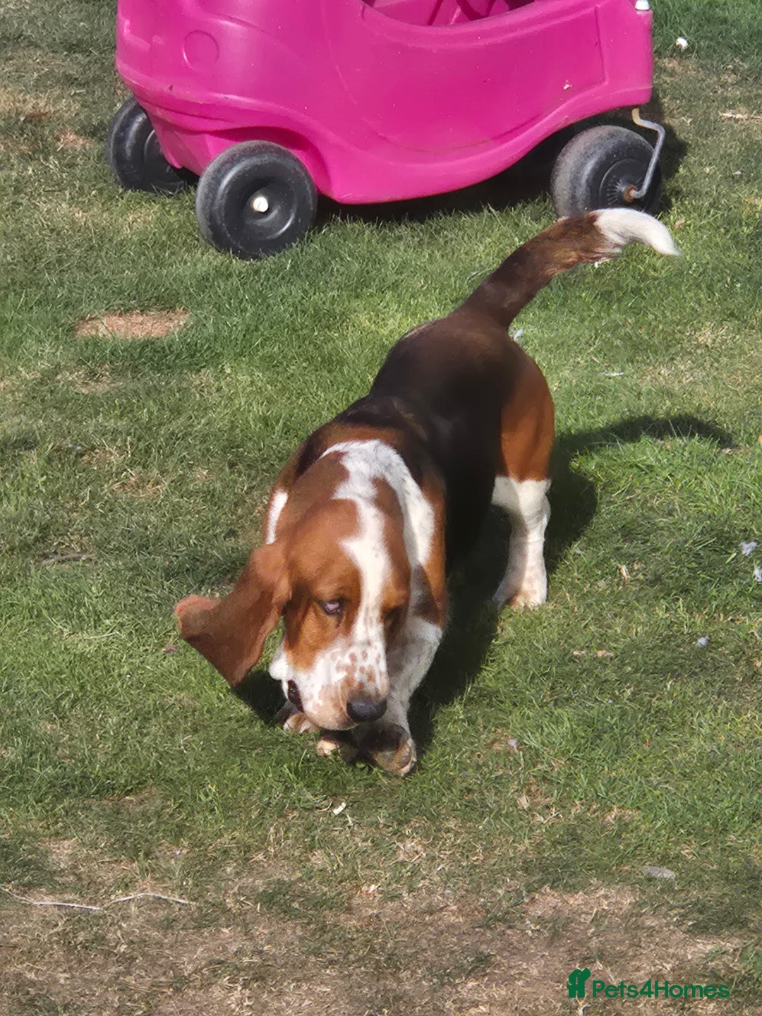 Basset Hound dogs for sale: KC BASSET HOUND PUPPIES  - Image 16