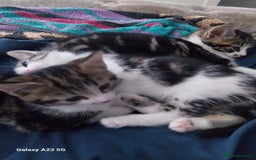 Mixed Breed cats for sale: Beautiful kittens for sale - Image 2
