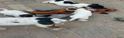 Jack Russell dogs for sale: 🐾Jack Russell Pups for Their Forever Homes! 🐾 - Advert 1