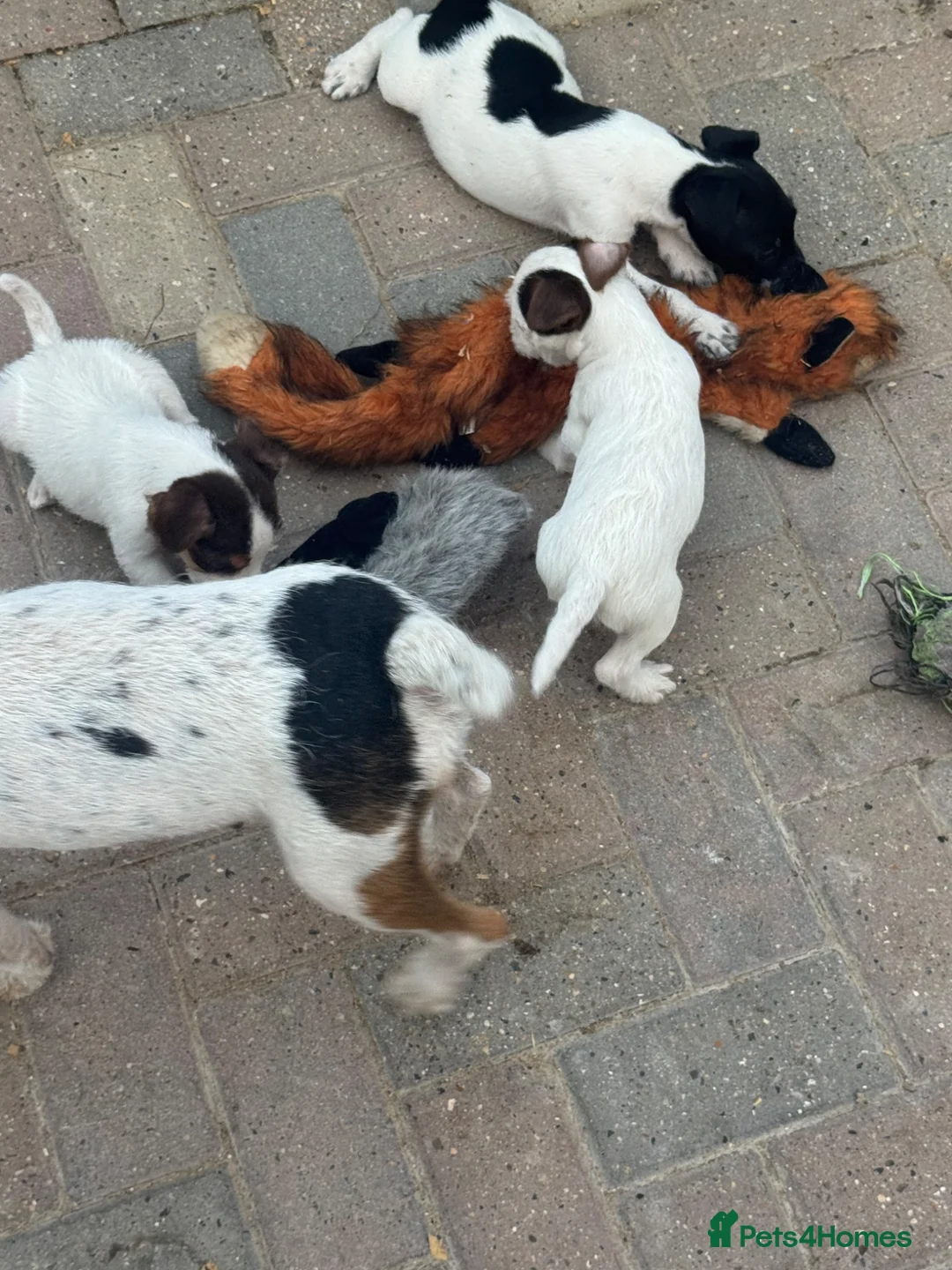 Jack Russell dogs for sale: 🐾Jack Russell Pups for Their Forever Homes! 🐾 - Advert 1