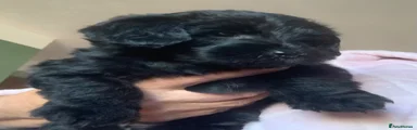 Cockapoo 4
