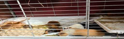 Guinea Pig rodents for sale: Baby Guinea Pigs for Sale – £40 per Pair 🐹 - Advert 12