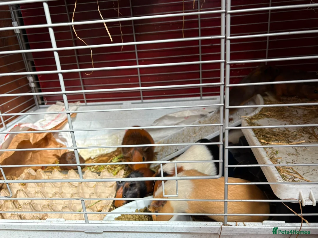 Guinea Pig rodents for sale: Baby Guinea Pigs for Sale – £40 per Pair 🐹 - Advert 12