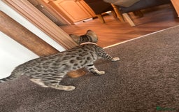 Mixed Breed cats for sale: Bengal x Bombay - kitten  - Image 5