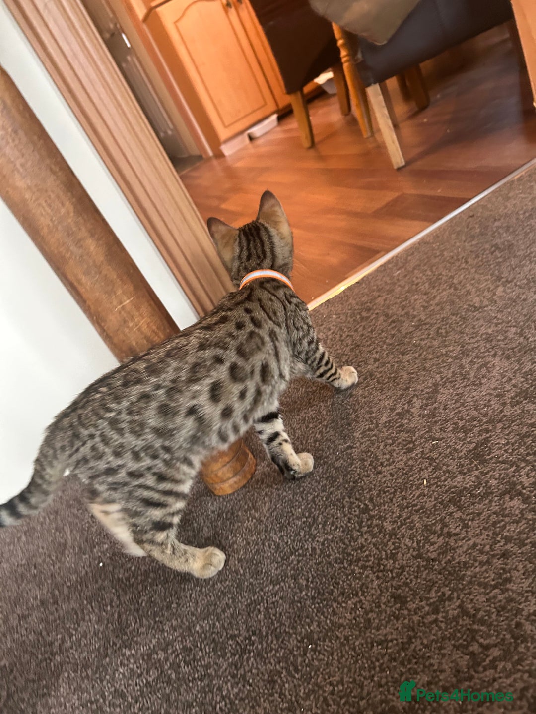 Mixed Breed cats for sale: Bengal x Bombay - kitten  - Image 5