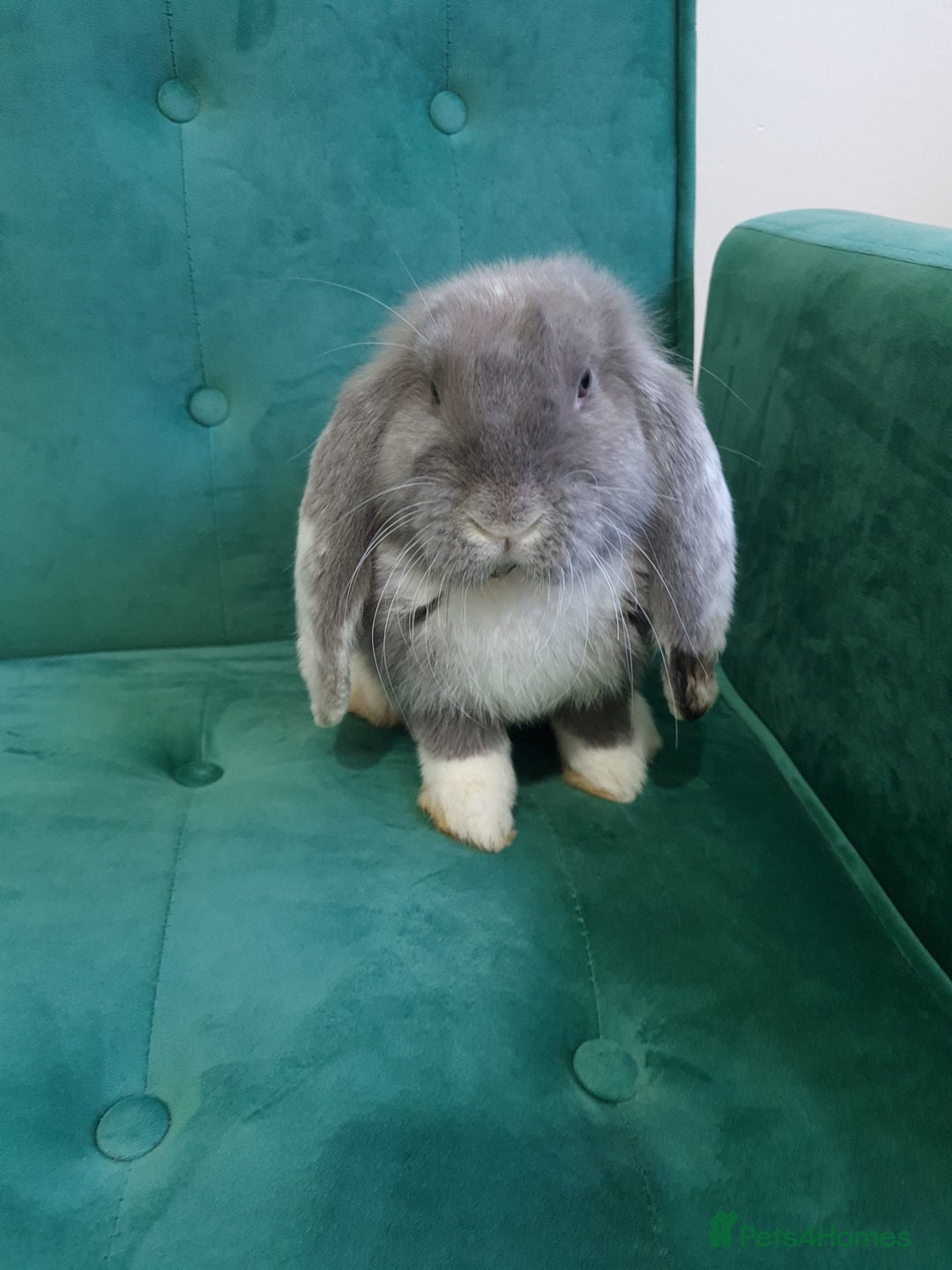 French Lop rabbits for sale: 14 week old French lops - Advert 3