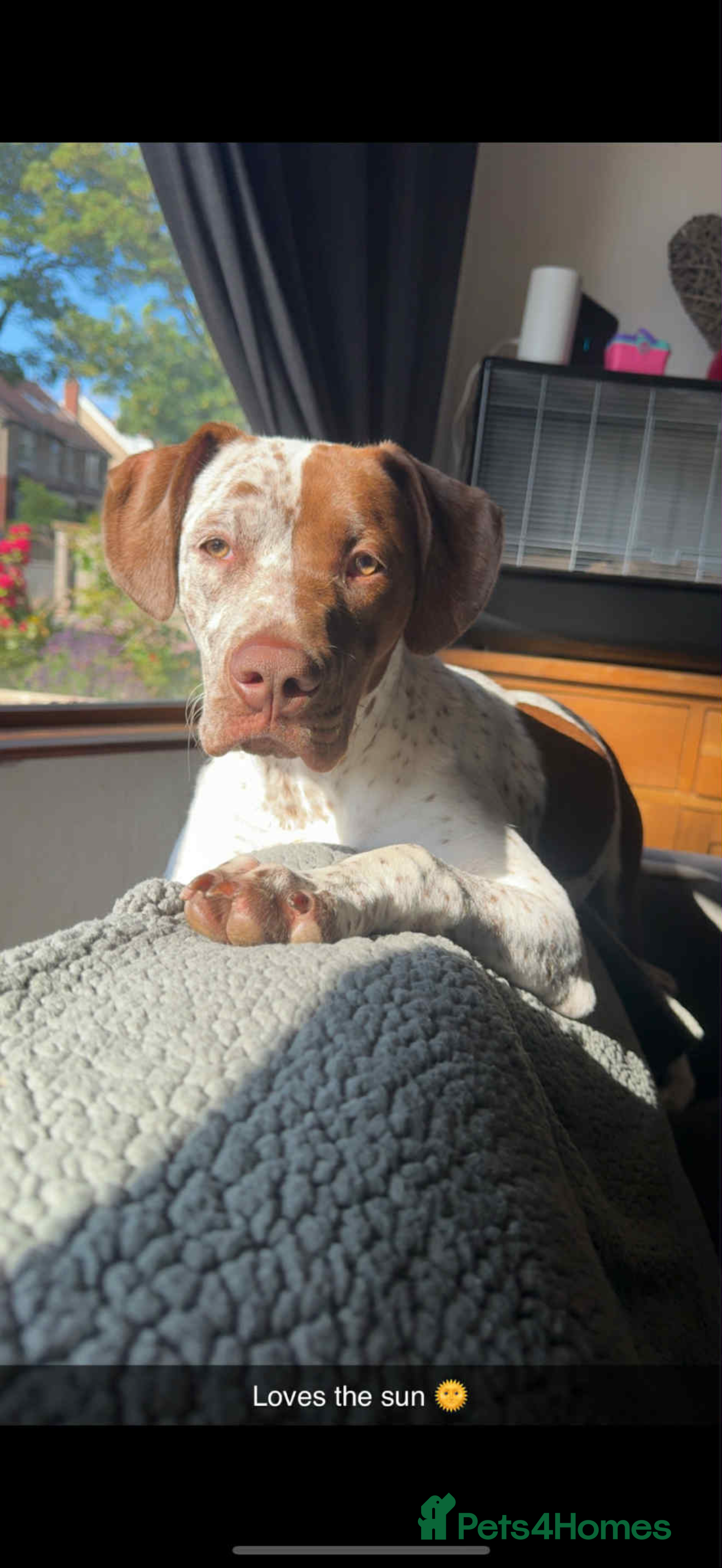 Mixed Breed dogs Bella  - Advert 3