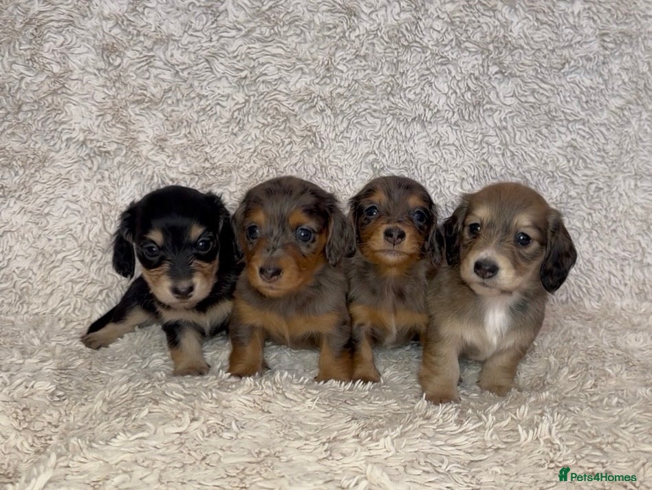 Miniature Dachshund dogs Miniature long haired dachshund puppies for sale  - Advert 7