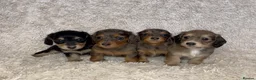 Miniature Dachshund dogs for sale: Miniature long haired dachshund puppies for sale  - Advert 1