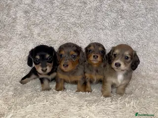 Miniature Dachshund dogs Miniature long haired dachshund puppies for sale - Advert 7