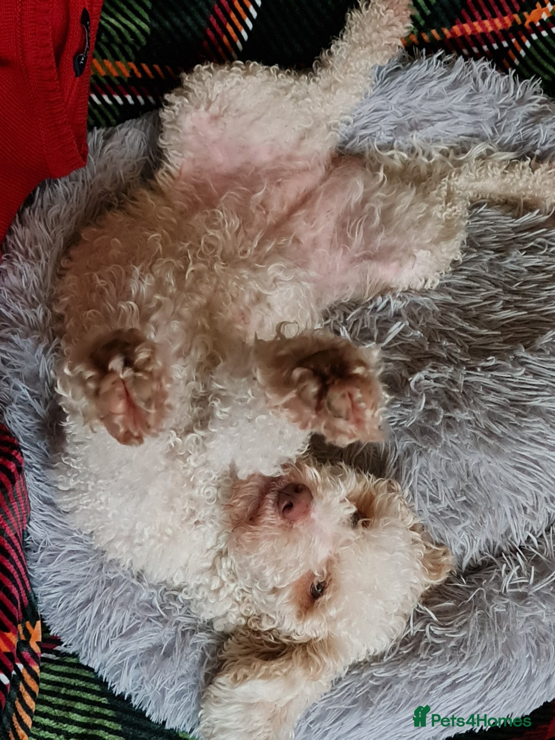 Lagotto Romagnolo dogs for sale: Lagotto Romagnolo - The Best breed ever  - Image 14
