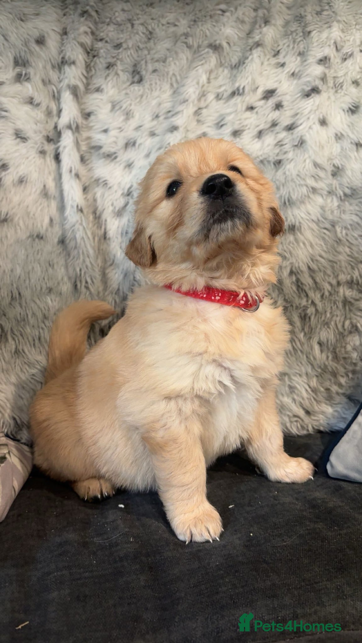 Golden Retriever dogs Beautiful KC registered golden retriever puppies❤️ - Advert 5