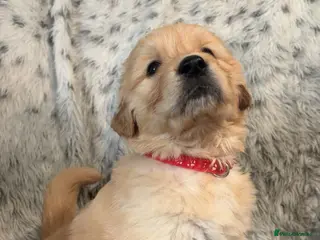 Golden Retriever dogs Beautiful KC registered golden retriever puppies❤️ - Advert 5