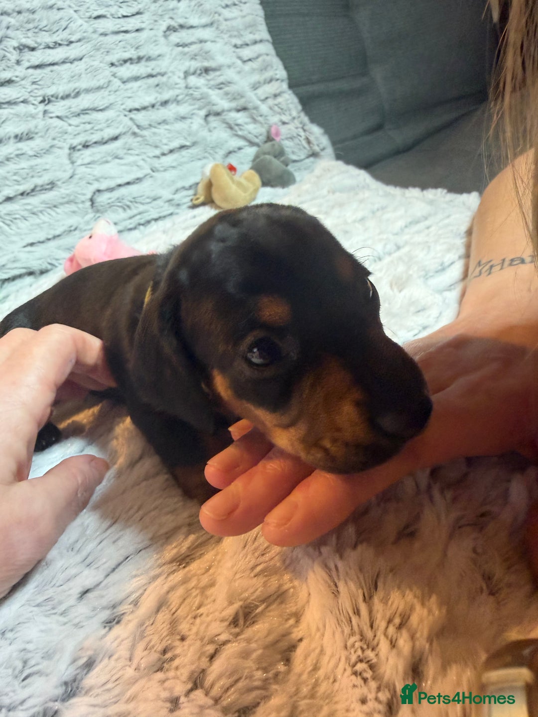 Dachshund dogs for sale: 6 Absolutely stunning dachshund  puppies for sale - Advert 18