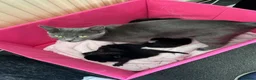 Mixed Breed cats for sale: Black floofy kittens, ready to go 🥰 - Advert 1