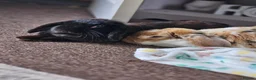Mixed Breed rabbits for sale: Bonded pair of Rabbits in Nottingham - Advert 5