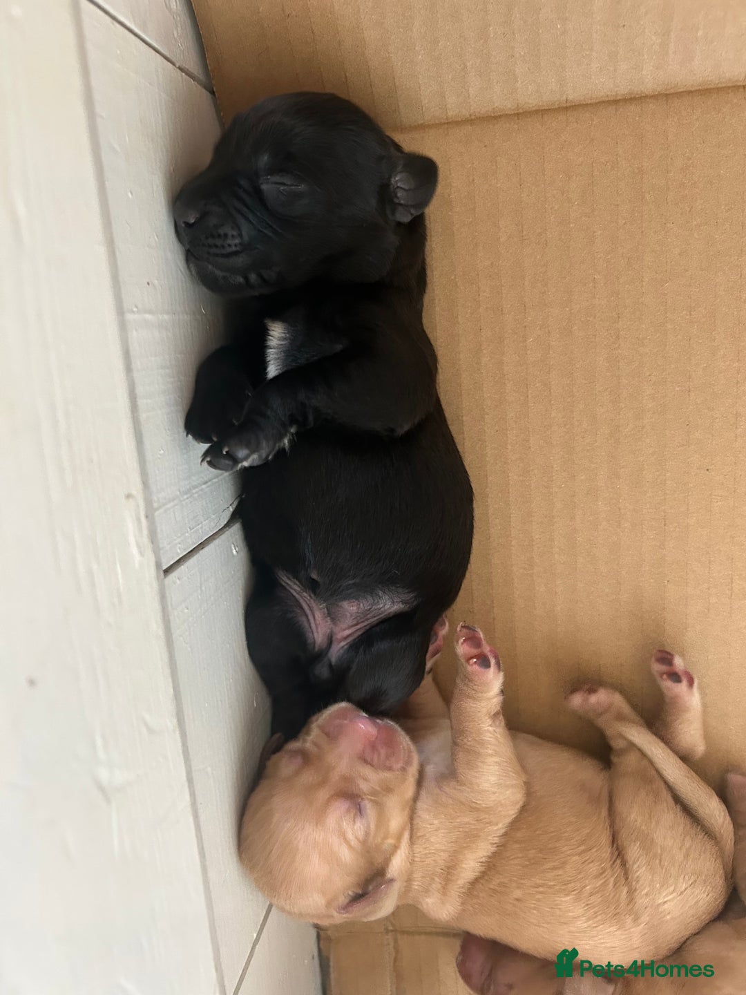 Springador dogs for sale: 3/4 Labrador (Springador x Labrador) Pups for Sale - Image 24