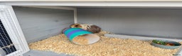 Guinea Pig rodents for sale: 2 Male Guinea Pigs, optional Hutch & Accessories  - Advert 12