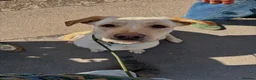 Mixed Breed dogs for sale: Beautiful Big Lady Sadie  - Advert 6